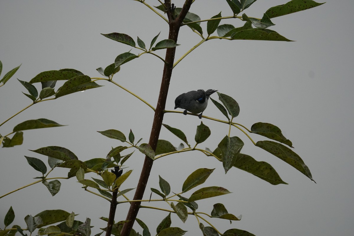 Plain-colored Tanager - ML644200402
