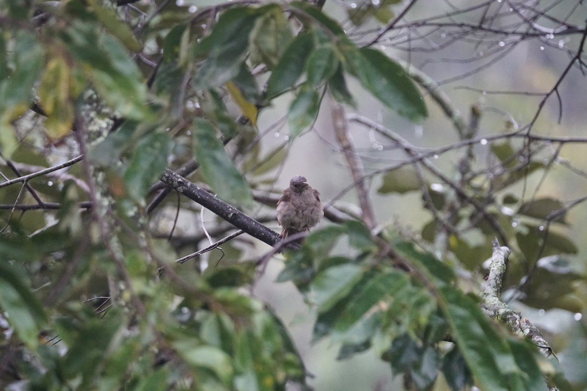 Pale-breasted Thrush - ML644200403