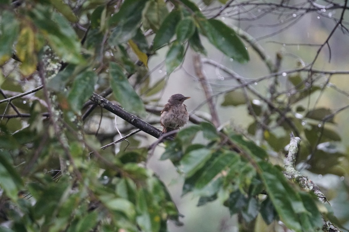 Pale-breasted Thrush - ML644200404