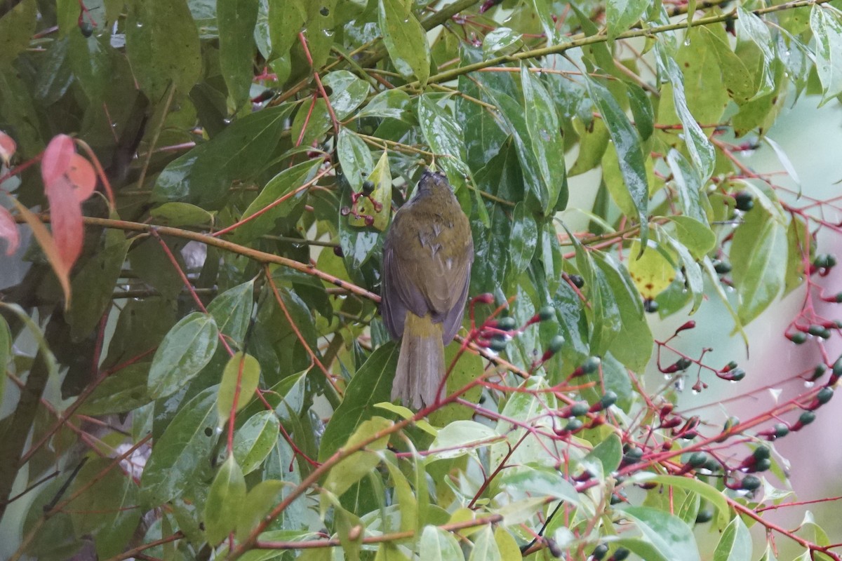 Buff-throated Saltator - ML644200411