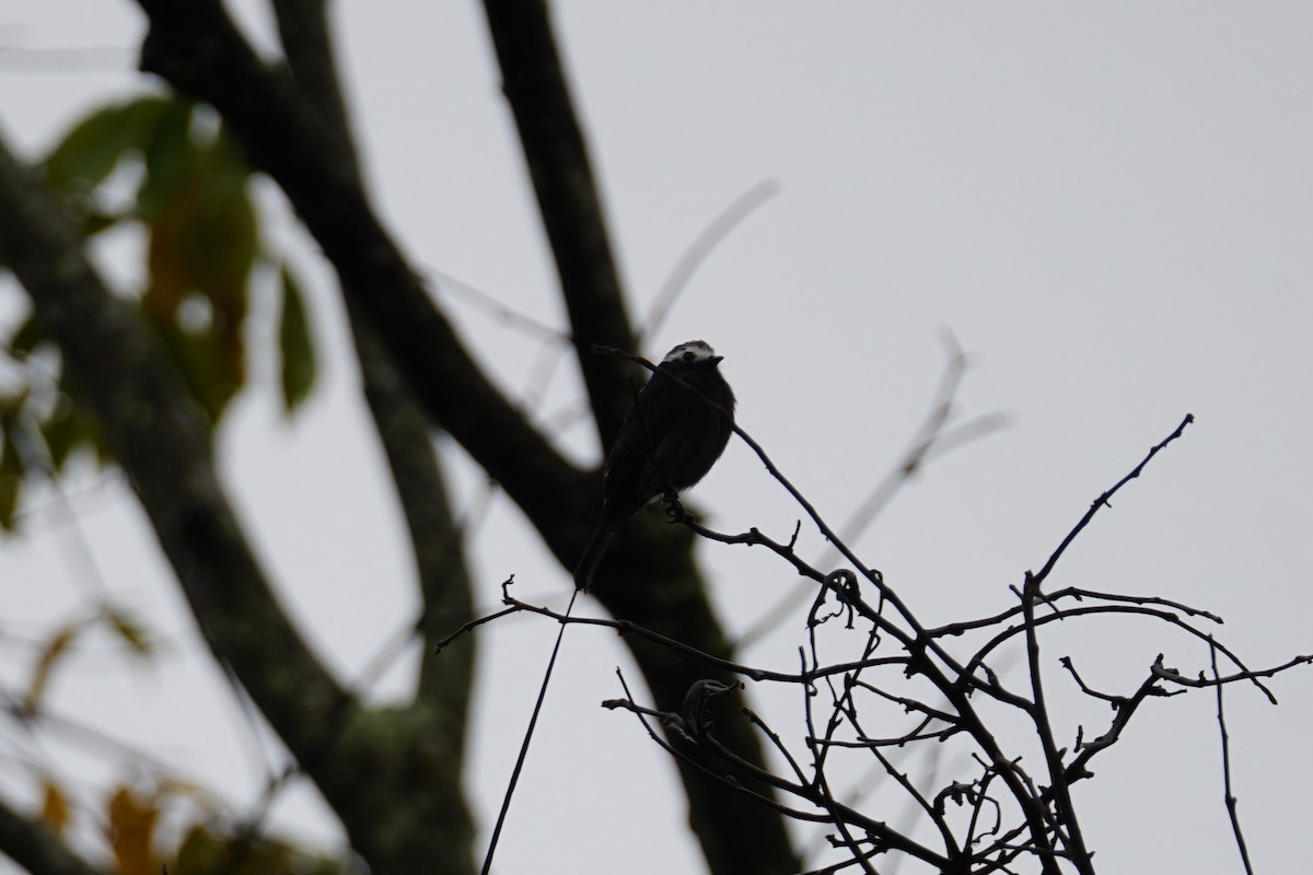 Moucherolle à longs brins - ML644200412