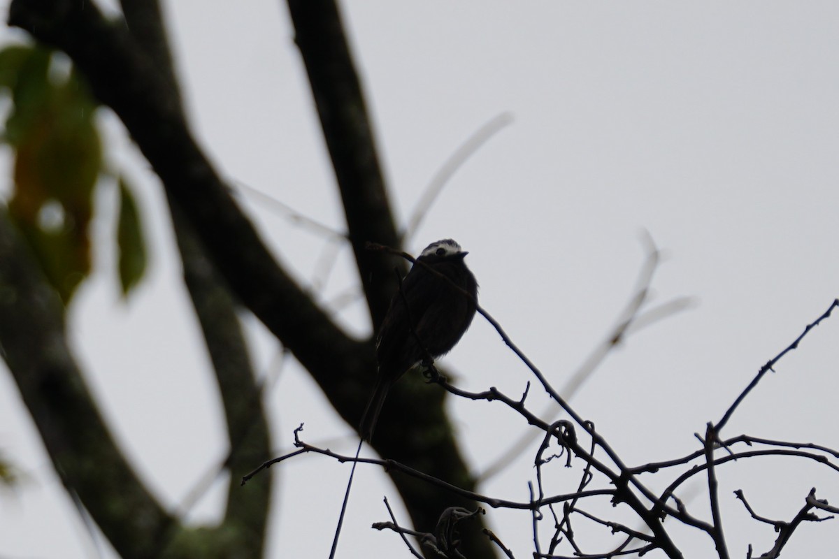 Moucherolle à longs brins - ML644200413