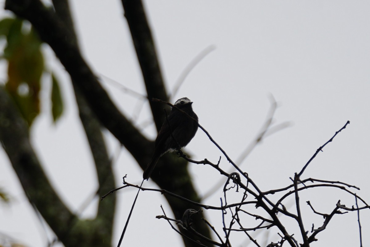 Moucherolle à longs brins - ML644200414