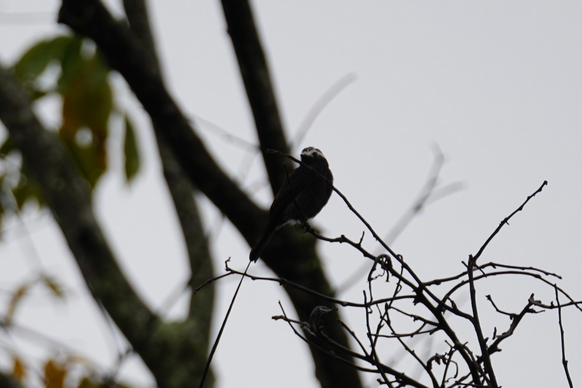Moucherolle à longs brins - ML644200415