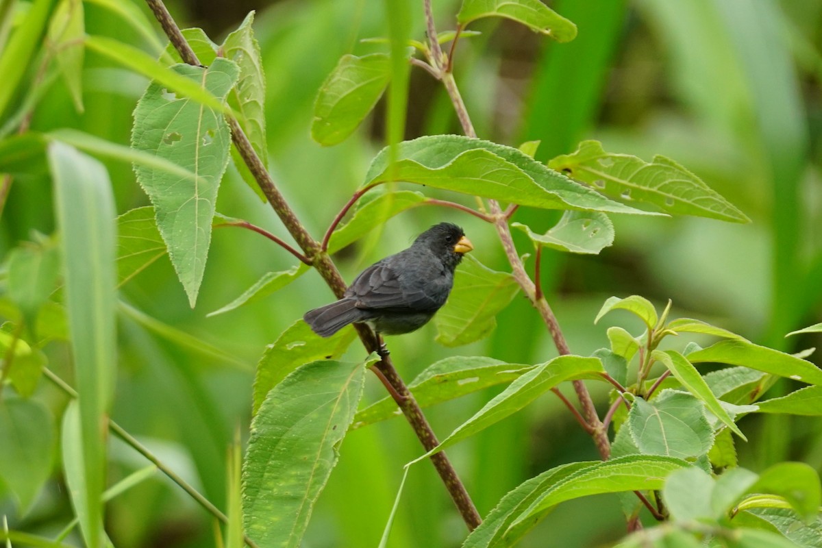 Gray Seedeater - ML644200416