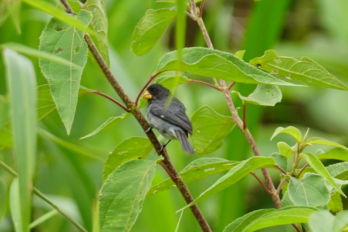 Gray Seedeater - ML644200417