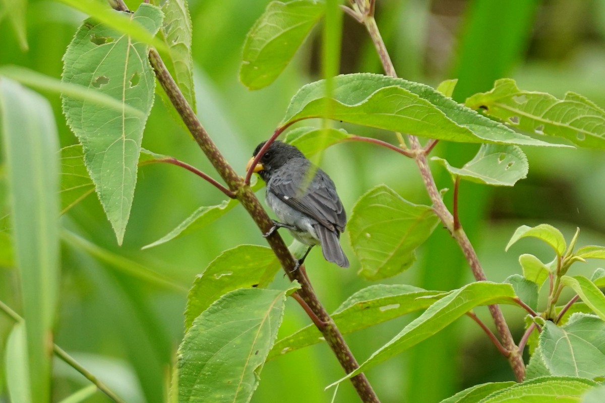 Gray Seedeater - ML644200418