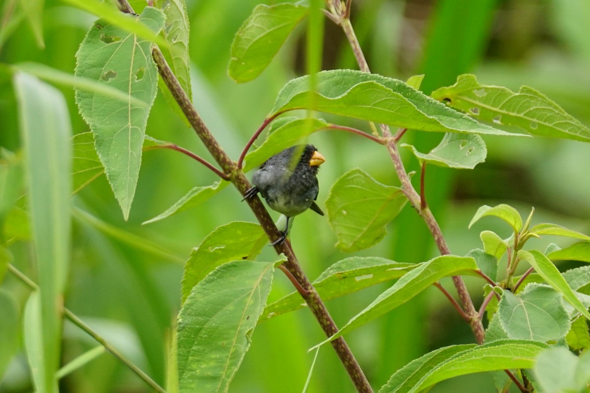 Gray Seedeater - ML644200419
