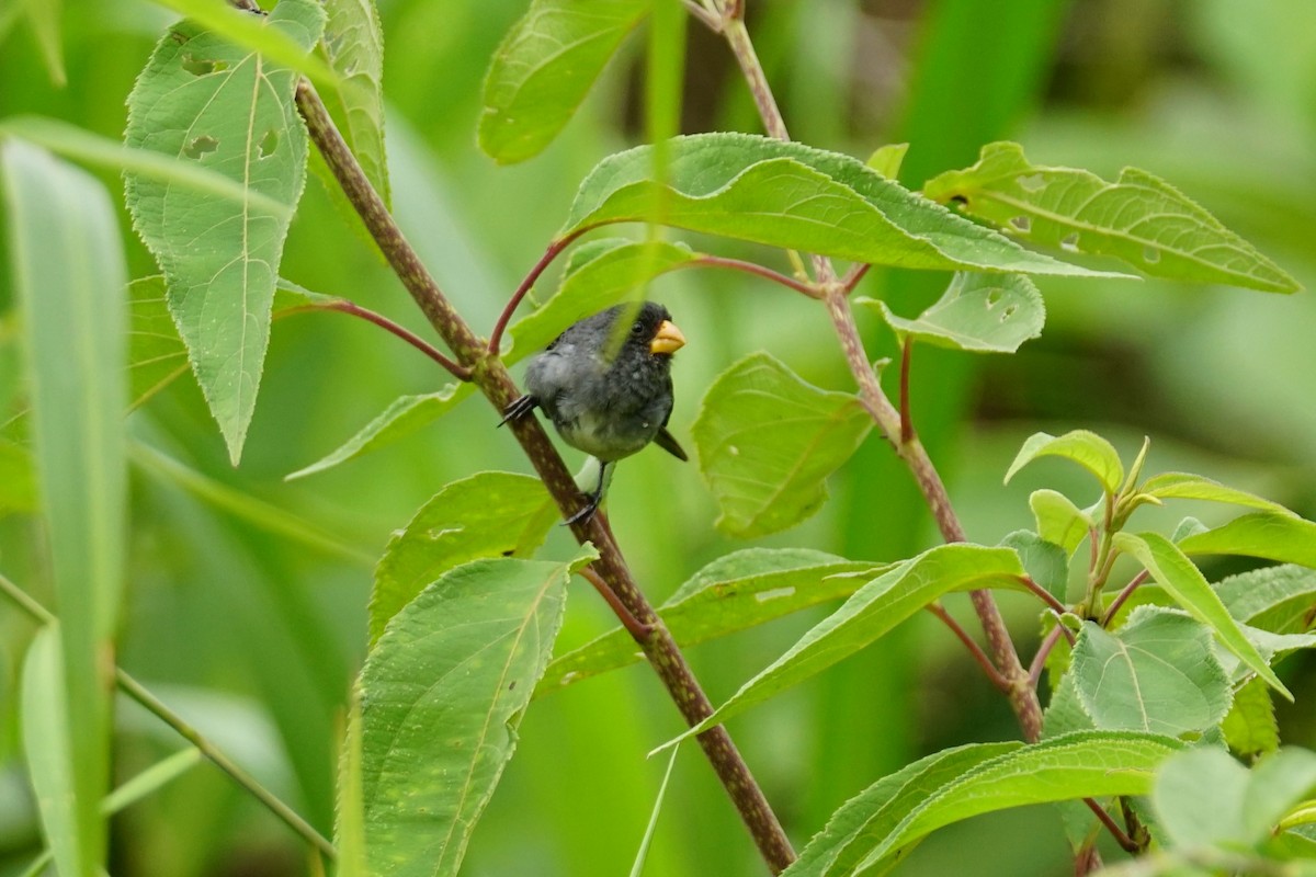 Gray Seedeater - ML644200420