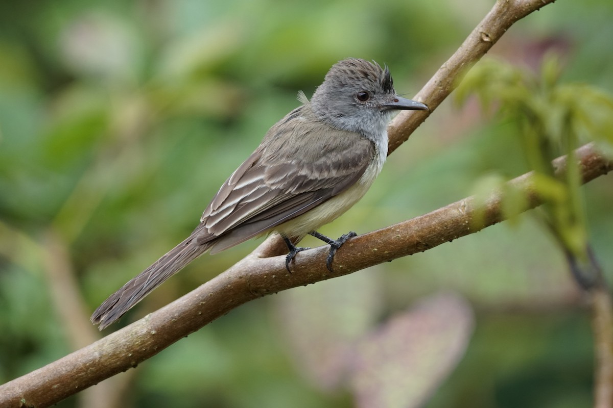 Panama Flycatcher - ML644200422