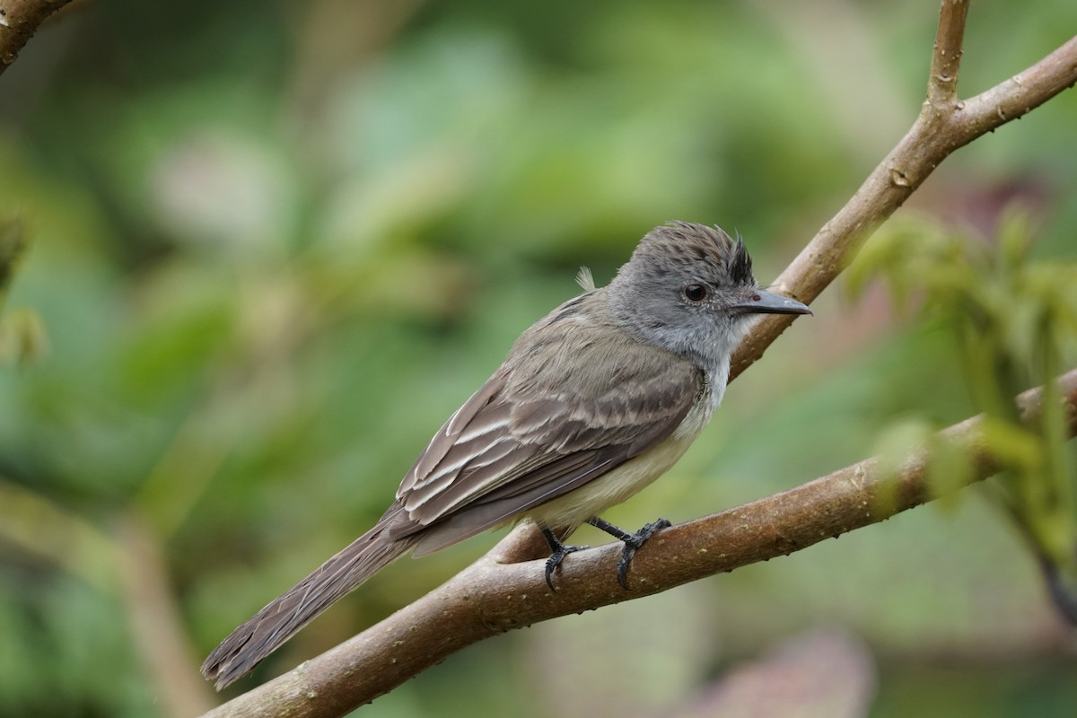 Panama Flycatcher - ML644200423