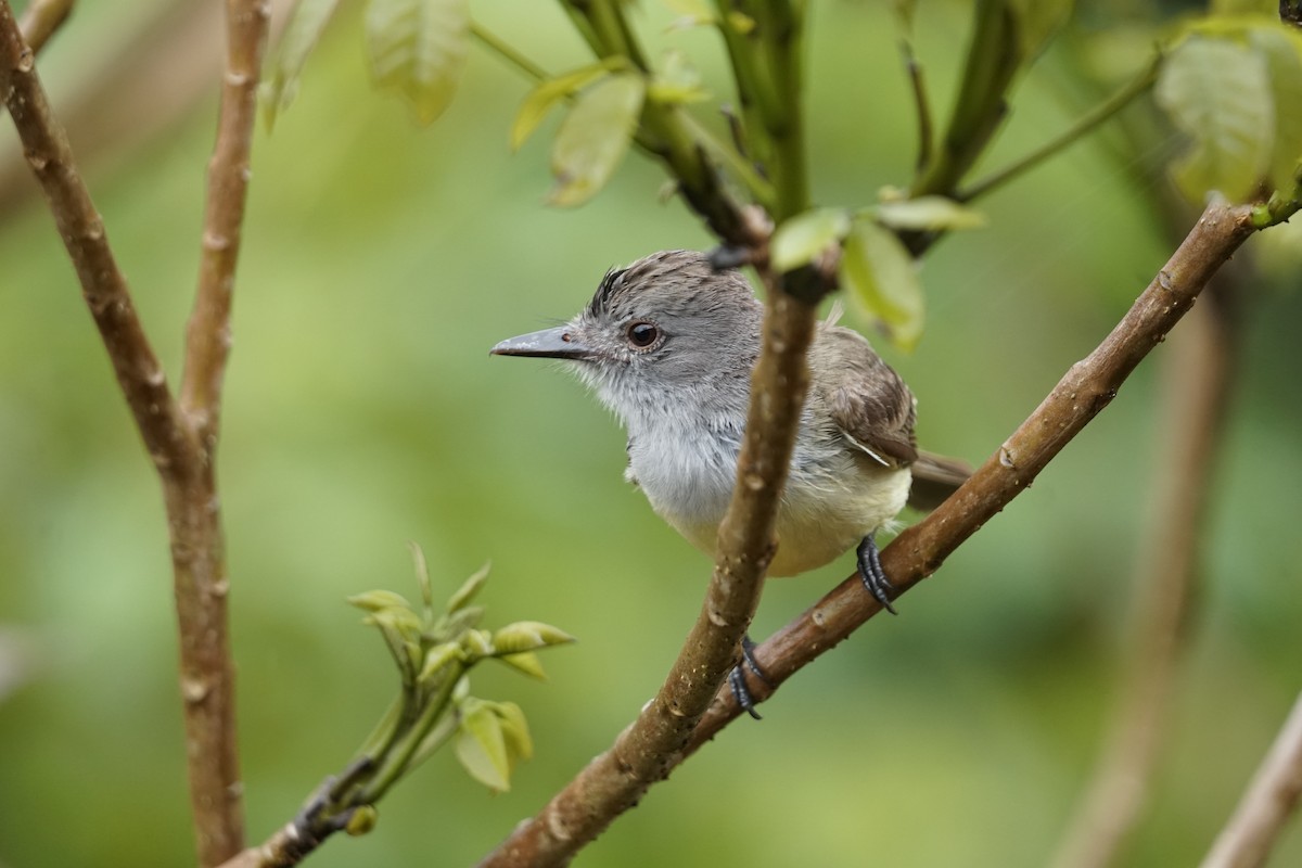 Panama Flycatcher - ML644200424