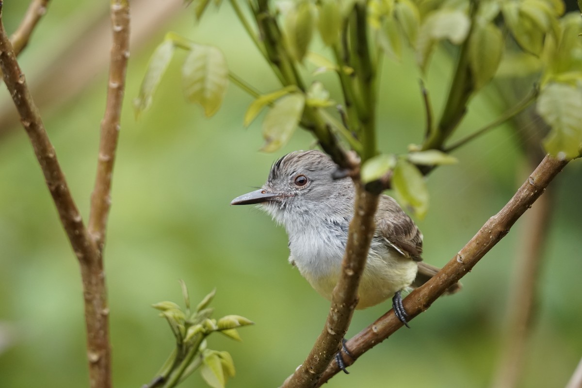 Panama Flycatcher - ML644200425