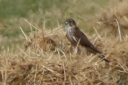 Merlin - ML644200432