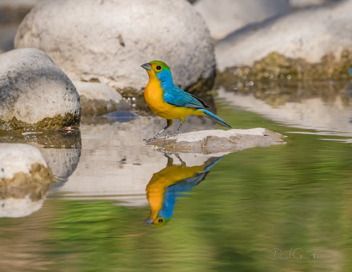 Passerin arc-en-ciel - ML644200435