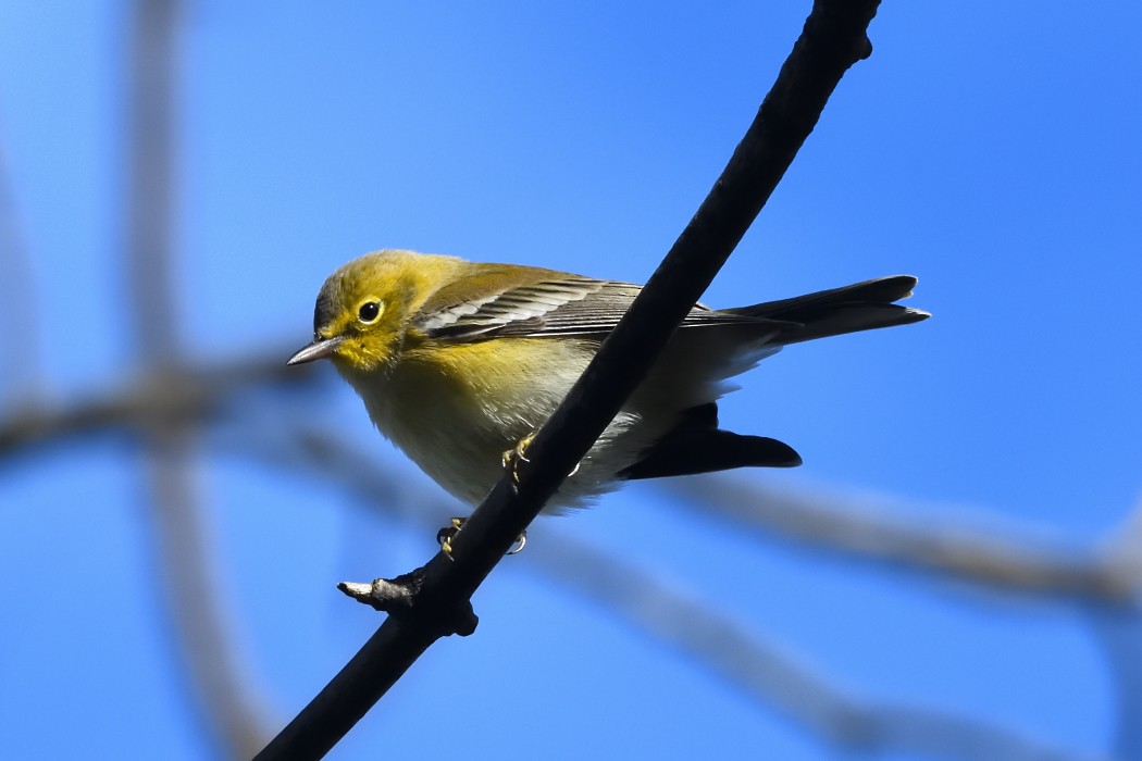 Pine Warbler - ML644200437