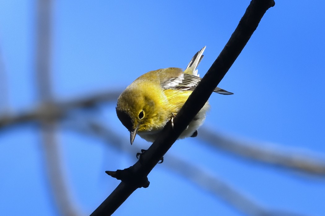 Pine Warbler - ML644200441