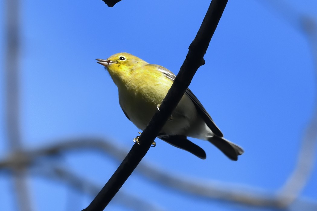Pine Warbler - ML644200445