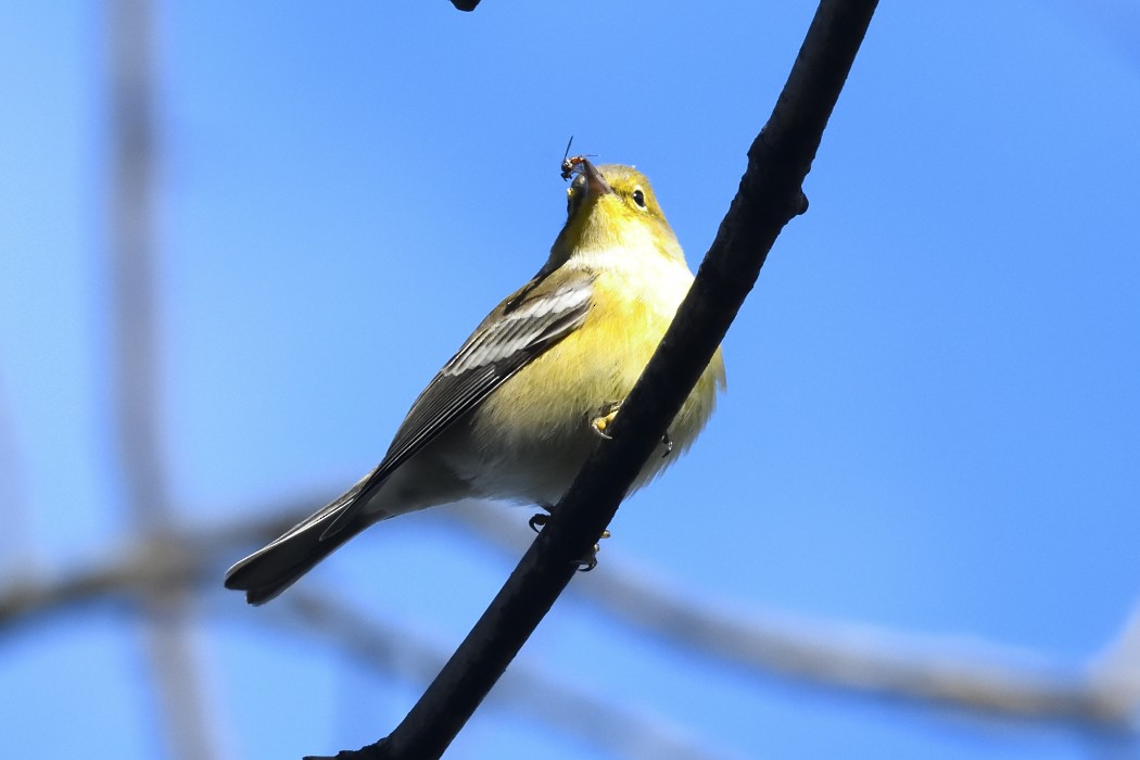 Pine Warbler - ML644200446