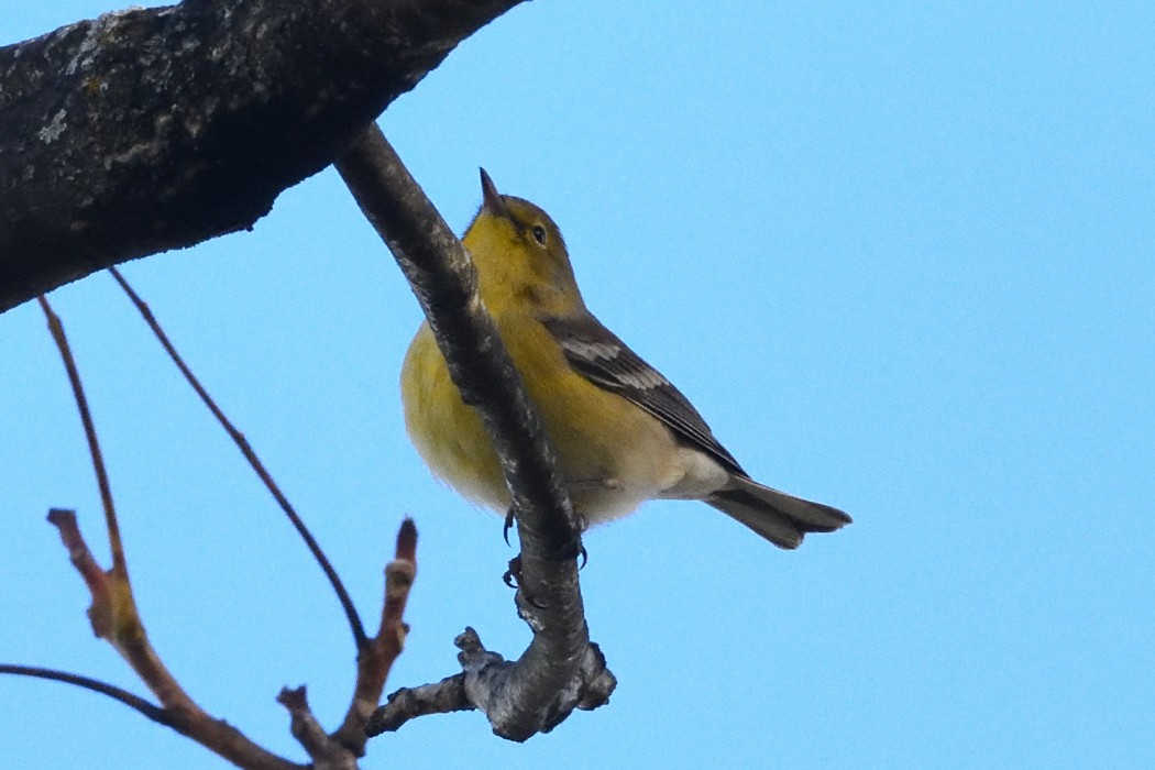 Pine Warbler - ML644200450