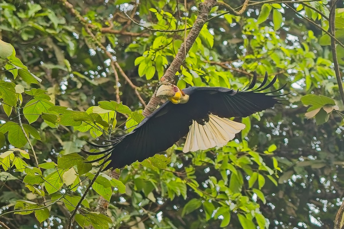Wreathed Hornbill - ML644200456