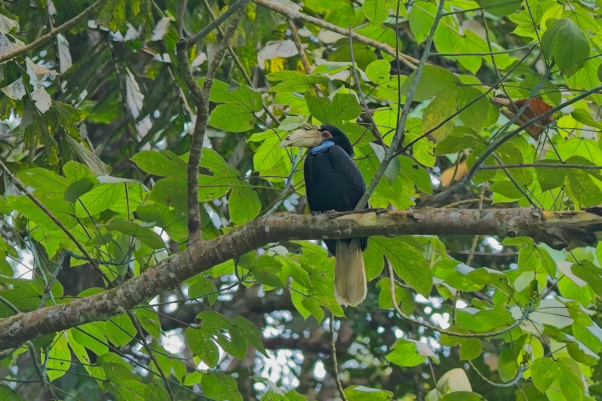 Wreathed Hornbill - ML644200457