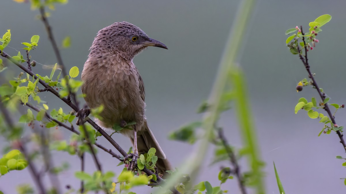 Stricheldrosselhäherling - ML644200462