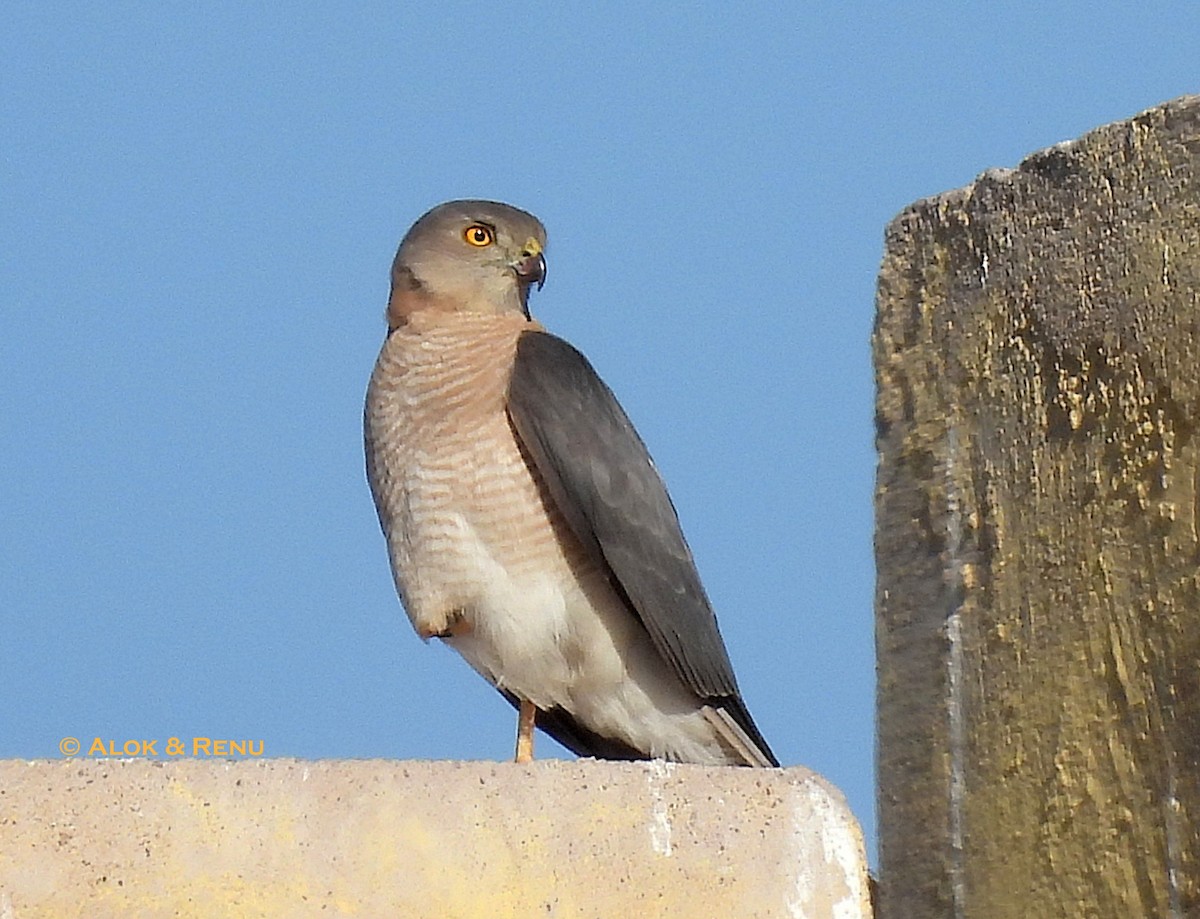 krahujec šikra - ML644200463