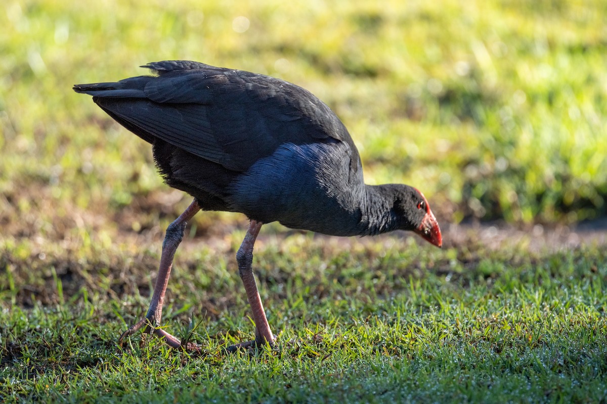 Australasian Swamphen - ML644200509