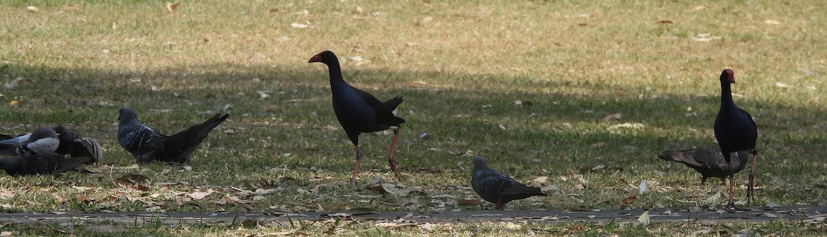 Australasian Swamphen - ML644200515
