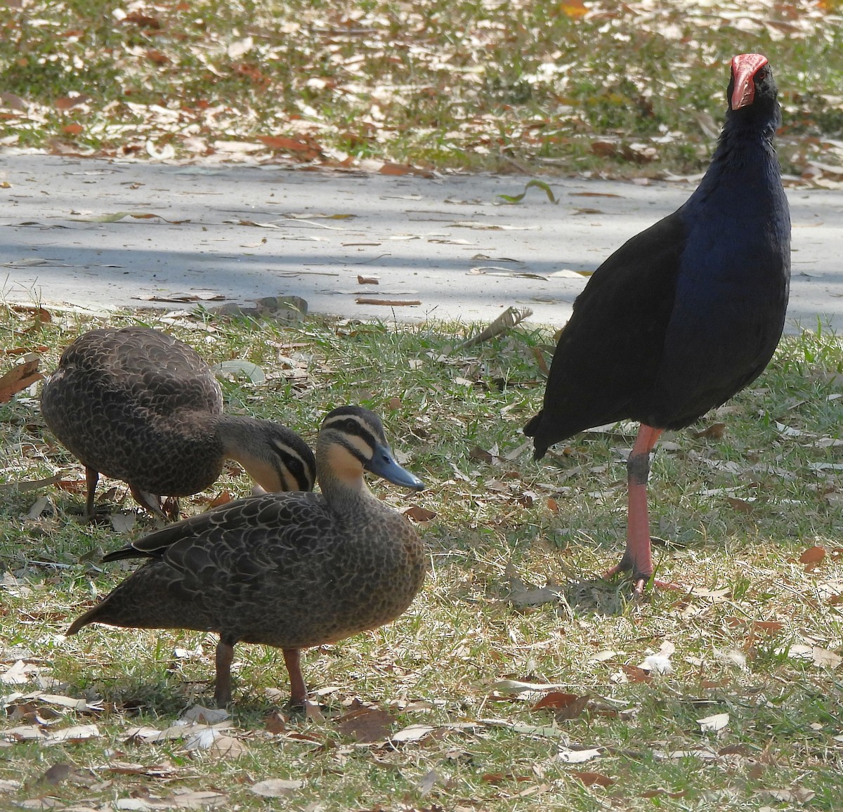Australasian Swamphen - ML644200516