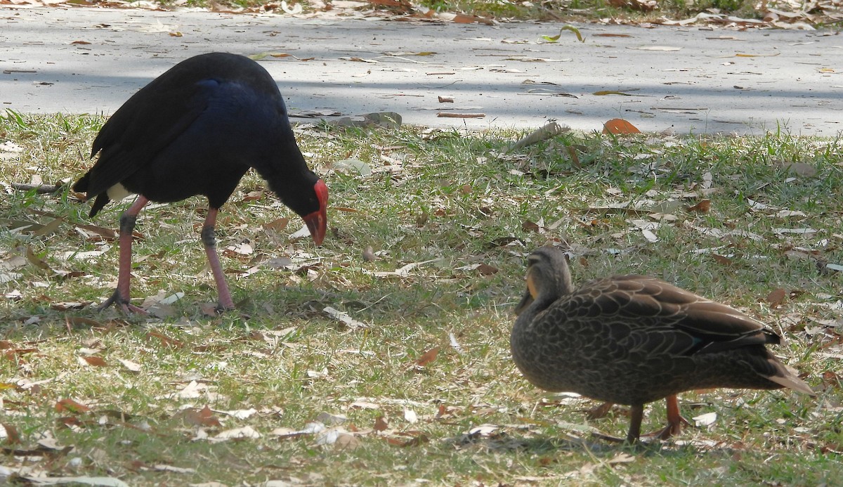 Australasian Swamphen - ML644200517