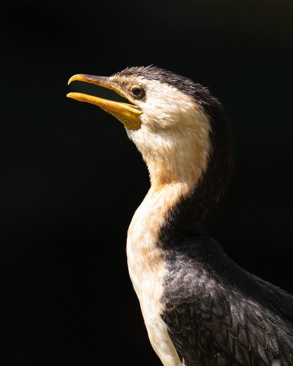 Cormoran pie - ML644200526