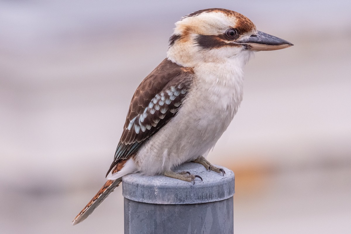 Laughing Kookaburra - ML644200533