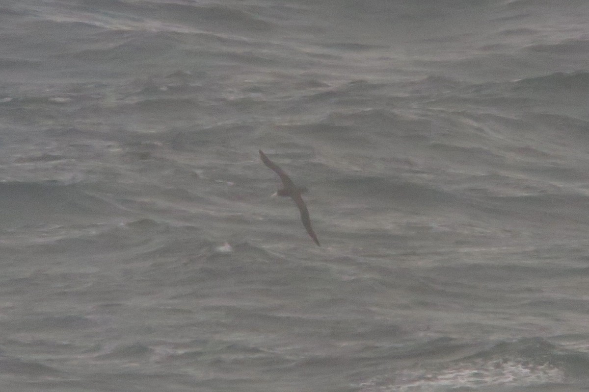 アホウドリ - ML644200536