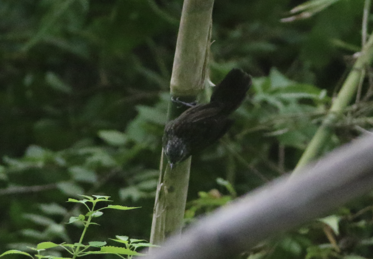 Variable Limestone Babbler - ML644200538