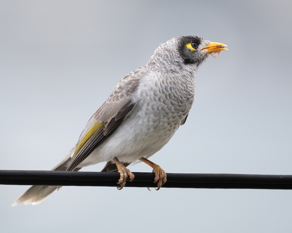 Méliphage bruyant - ML644200542