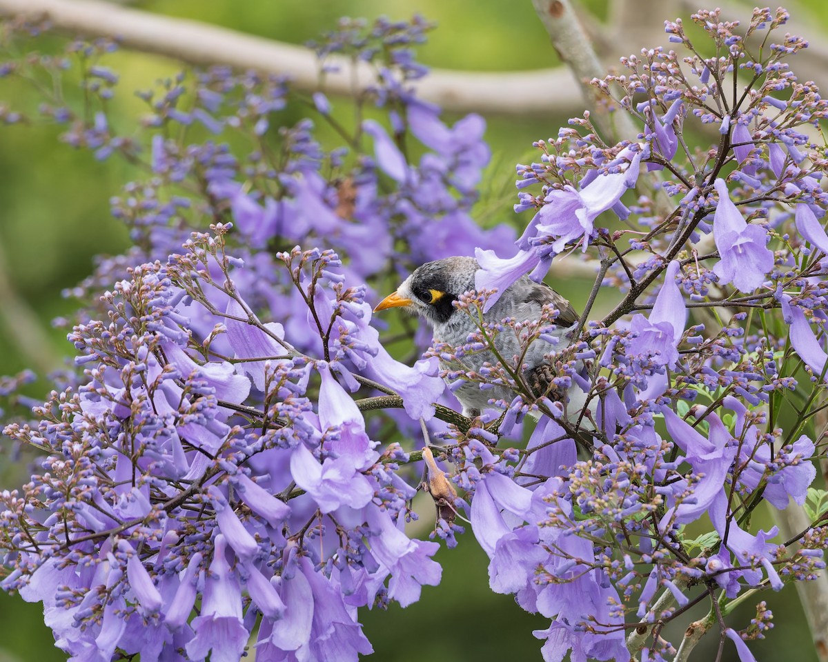 Méliphage bruyant - ML644200543