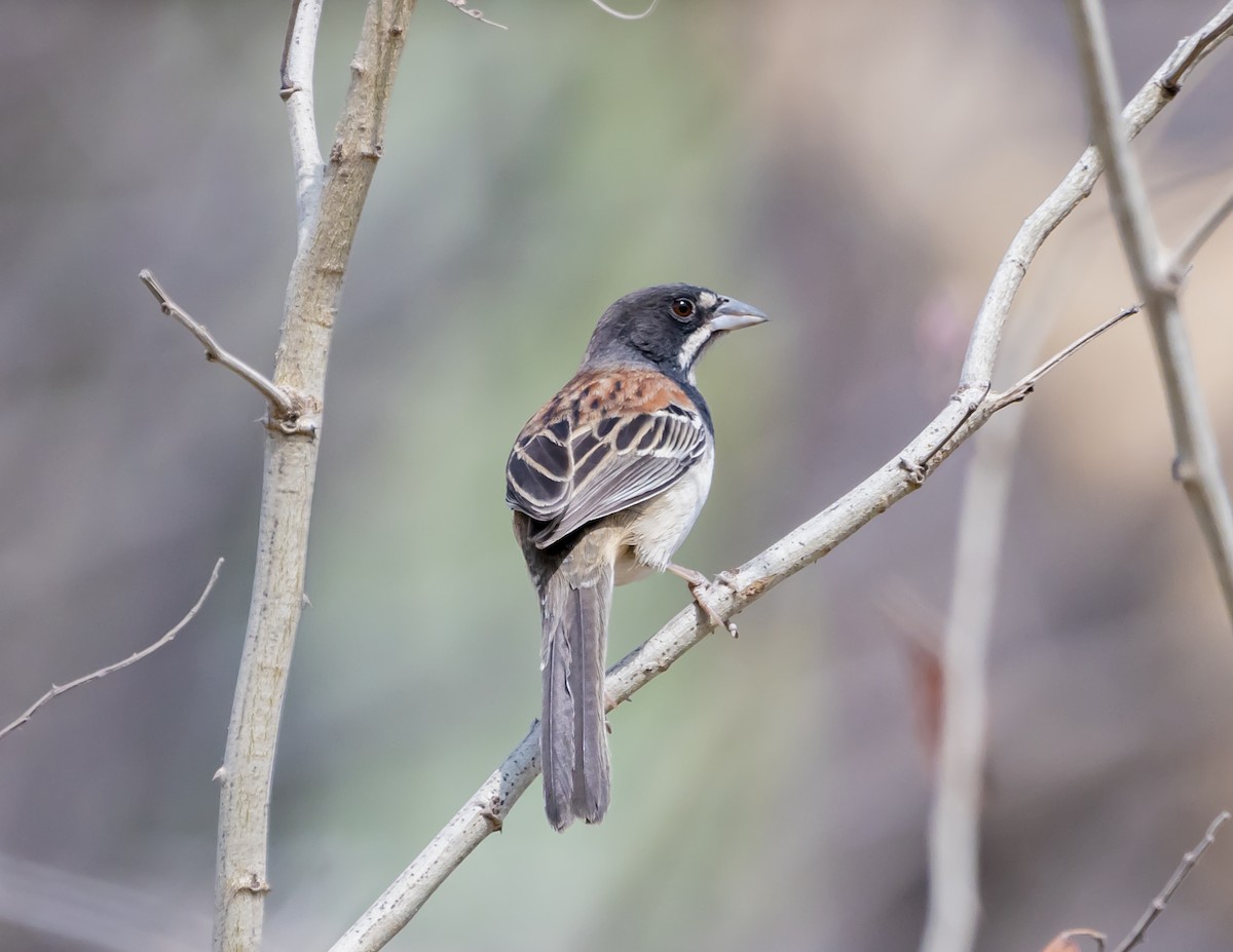 Black-chested Sparrow - ML644200546