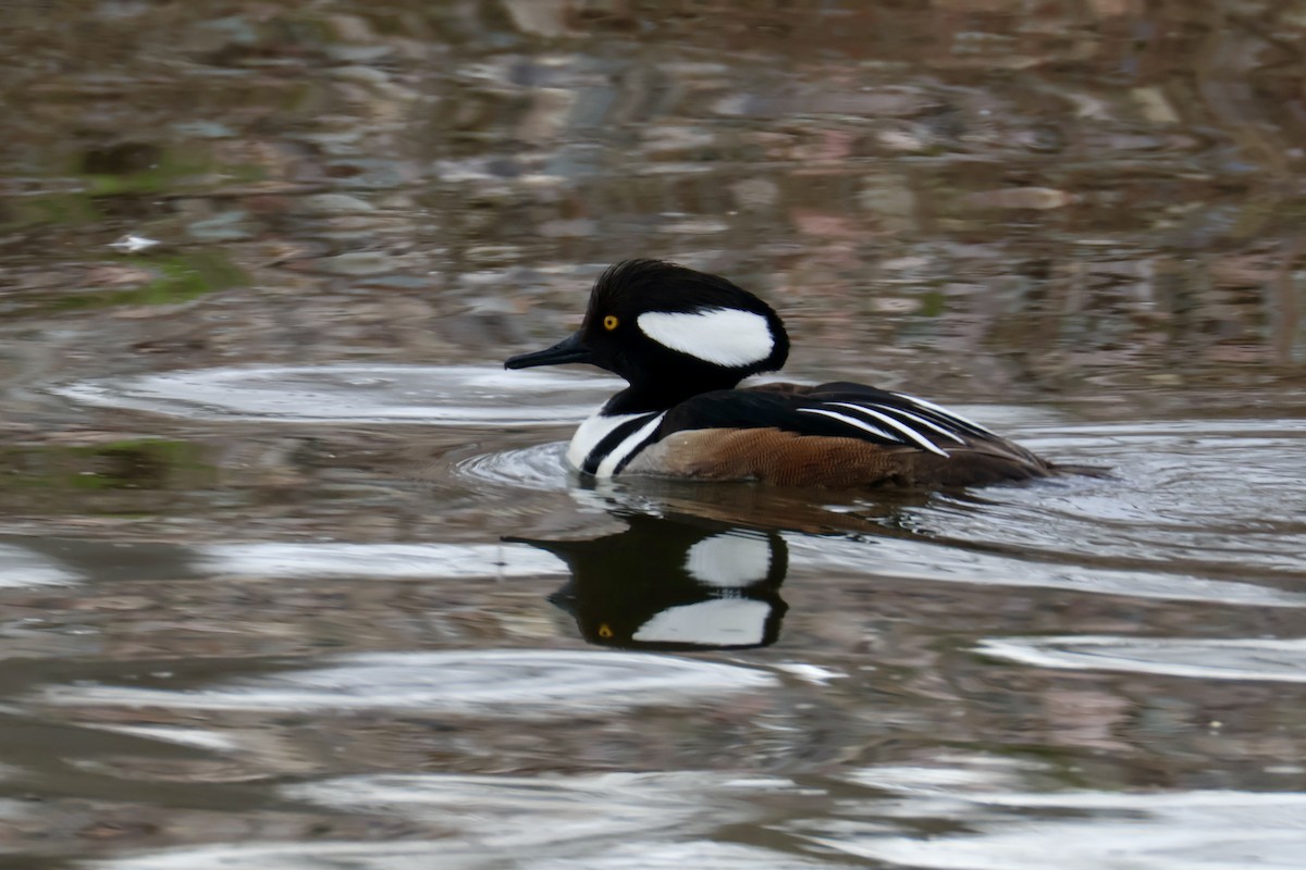 Hooded Merganser - ML644200552