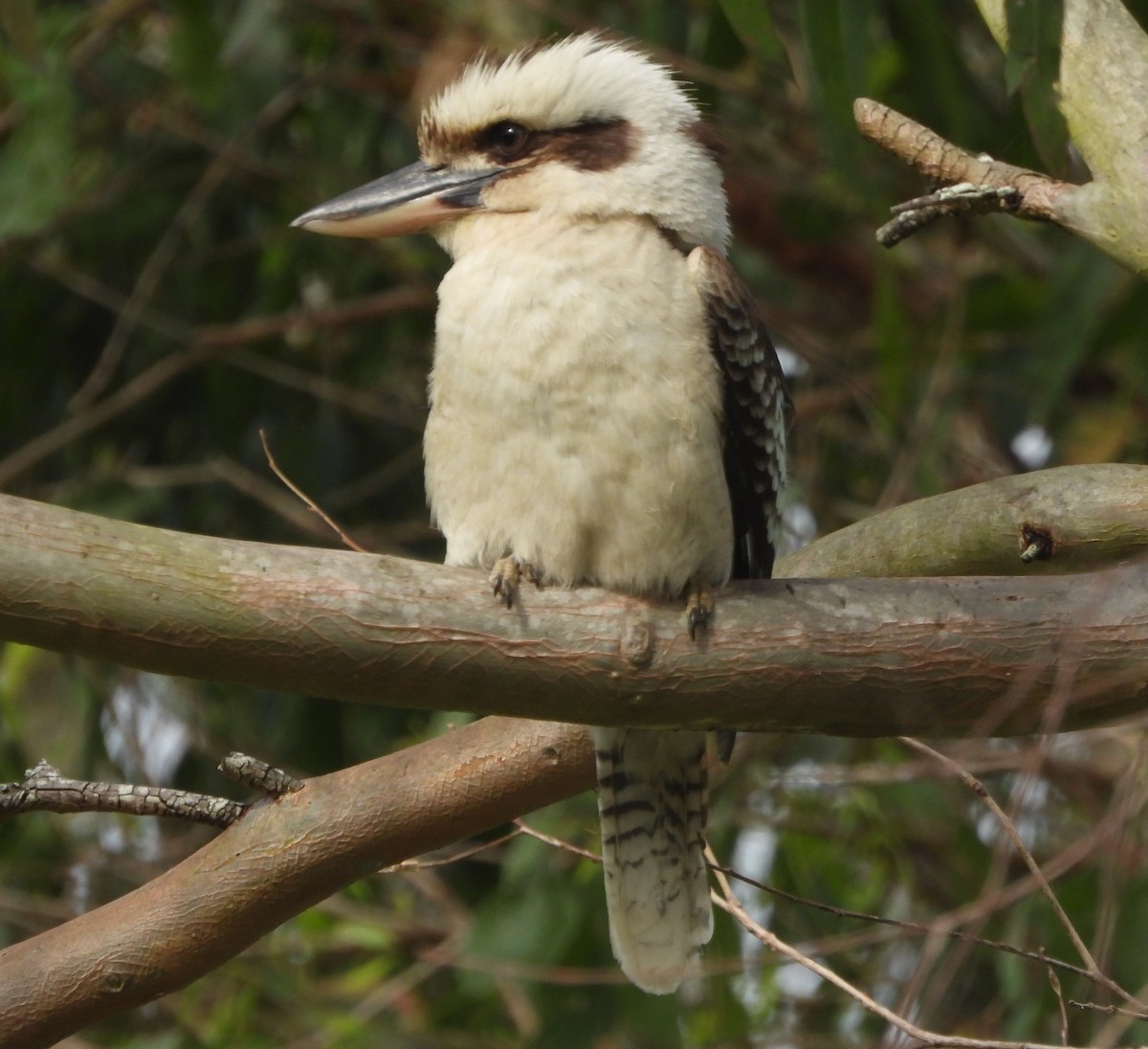 Laughing Kookaburra - ML644200577