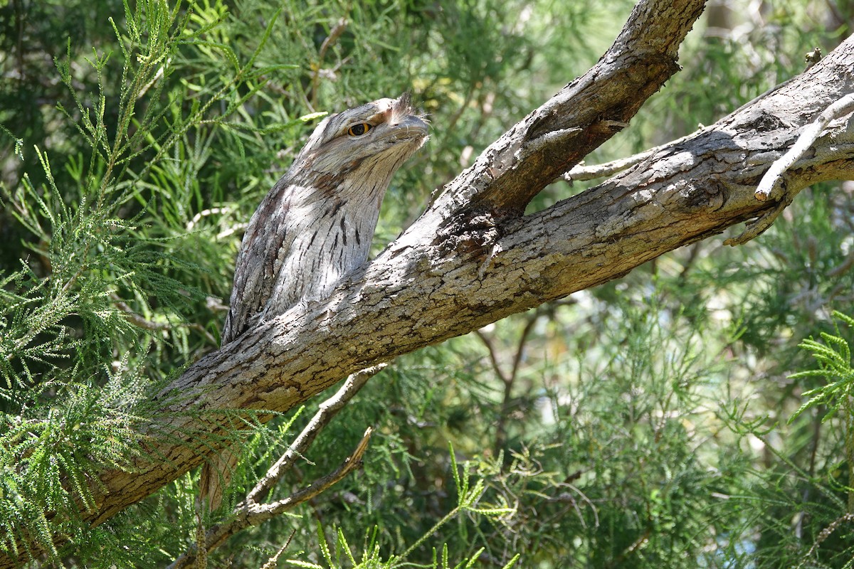 Tawny Frogmouth - ML644200580