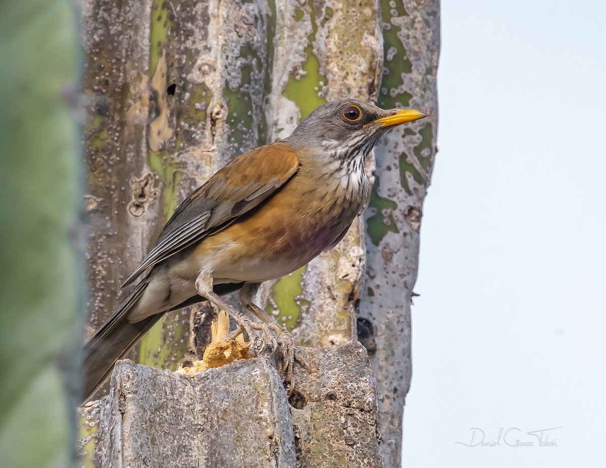 Rufous-backed Robin - ML644200583
