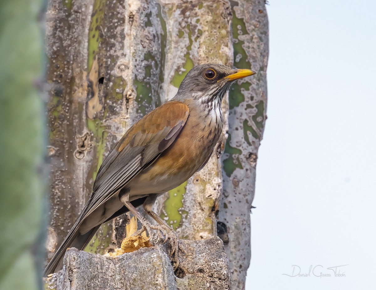 Rufous-backed Robin - ML644200584