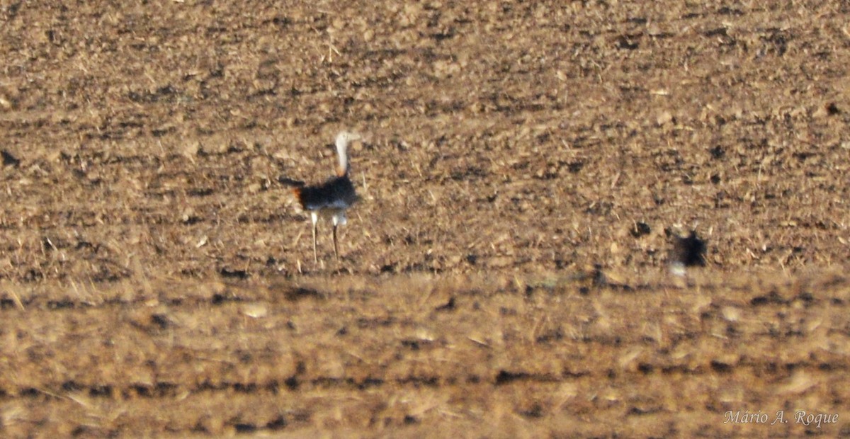 Großtrappe - ML644200587