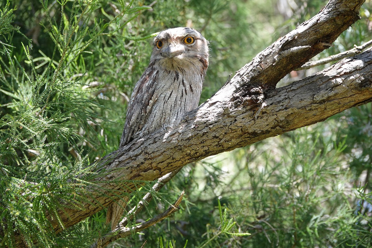 Tawny Frogmouth - ML644200589