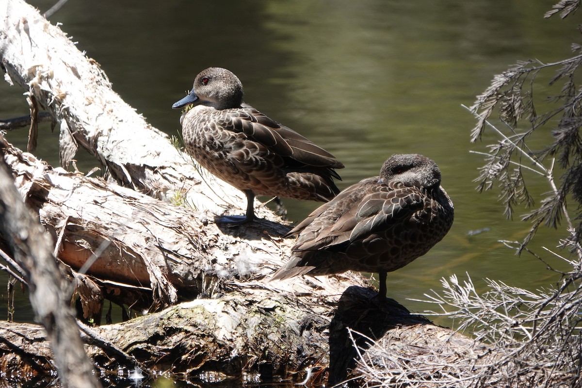 Zertzeta grisa - ML644200591