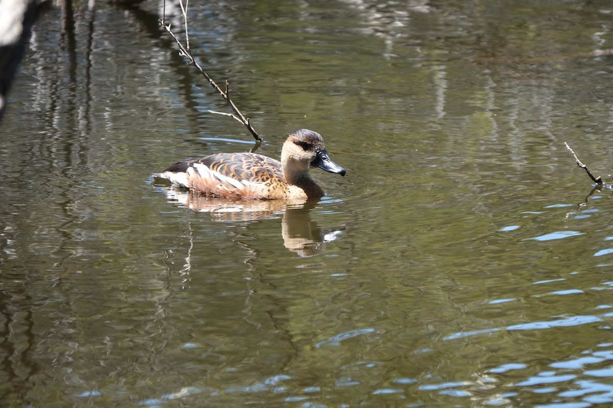 Dendrocygne à lunules - ML644200594