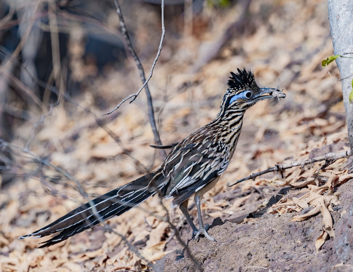 Lesser Roadrunner - ML644200595