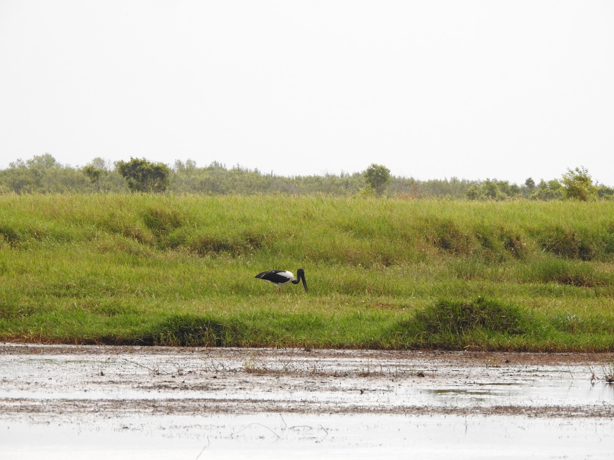 Black-necked Stork - ML644200596